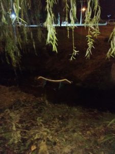 Malestar por hechos vandálicos en Concaran