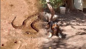 En San Luis un perro evitó que una nena sea mordida por una víbora
