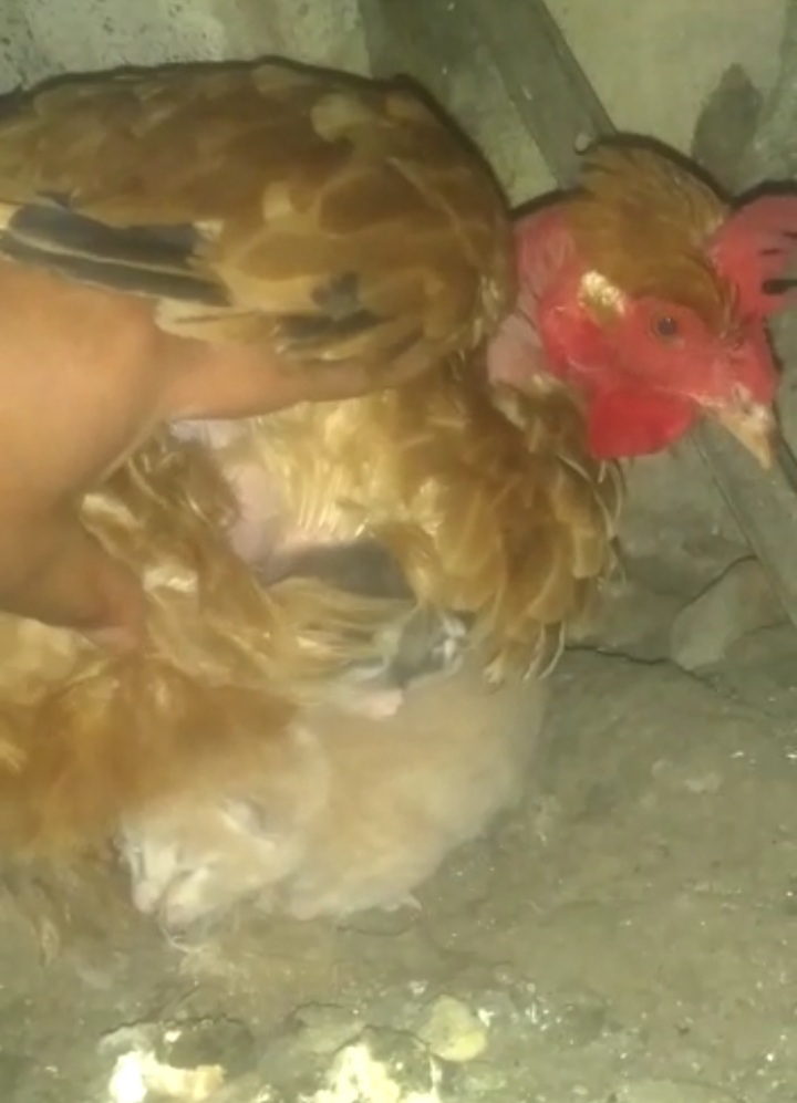 Huinca Un Intenso Una Gallina Adopto Gatitos Y Tenemos El Video